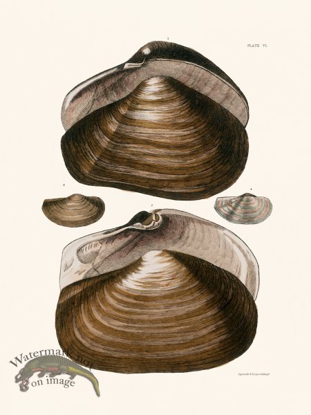 (image for) Cpt Brown Shell 06