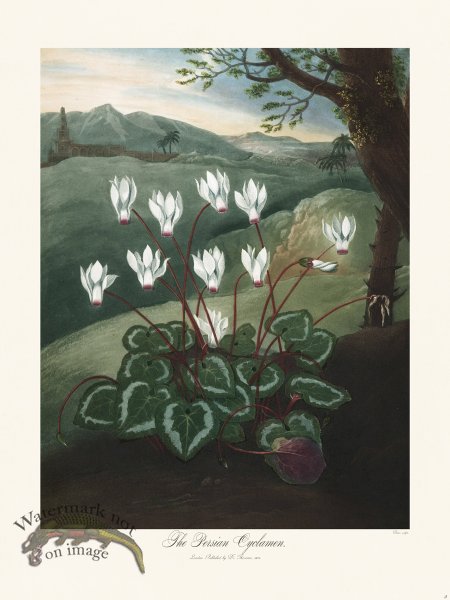 (image for) 05 The Persian Cyclamen