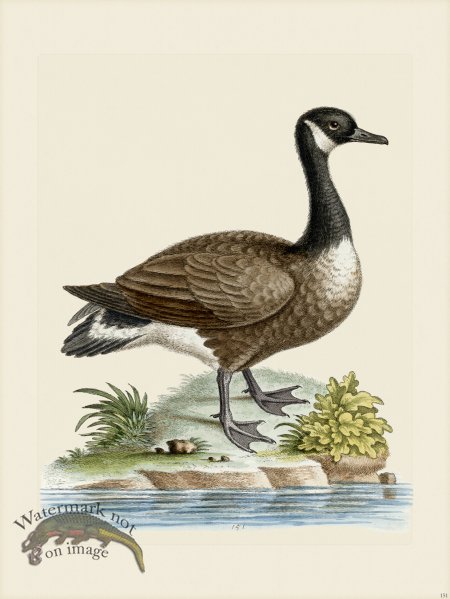 (image for) Edwards 151 Canada Goose