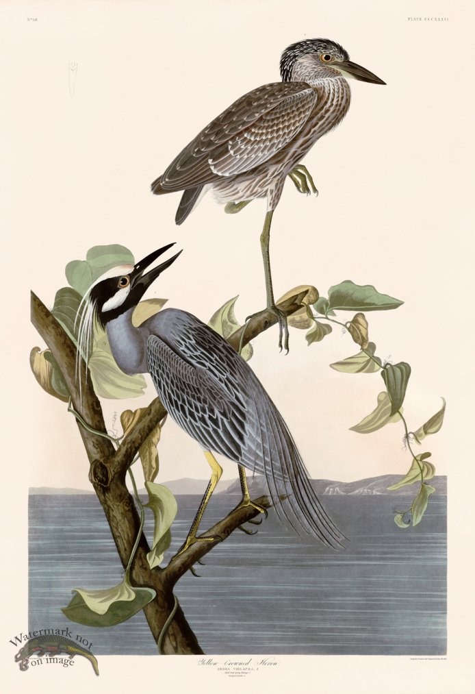 (image for) 336 Yellow Crowned Heron