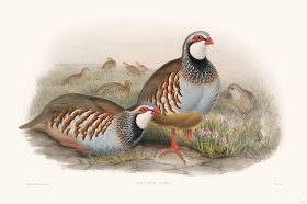 Gould Game Bird 037