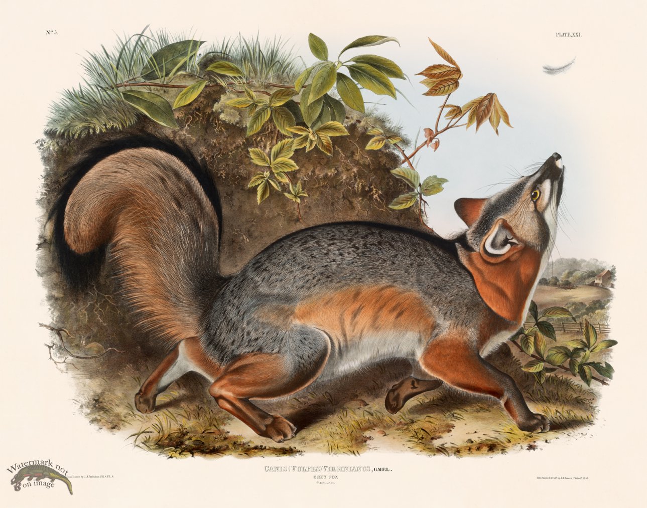 (image for) 021 Grey Fox