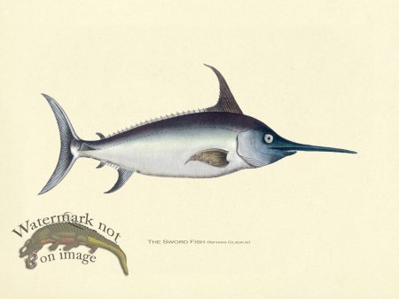 (image for) Sword Fish