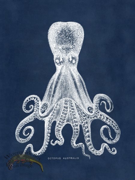 (image for) Octopus Blue 15