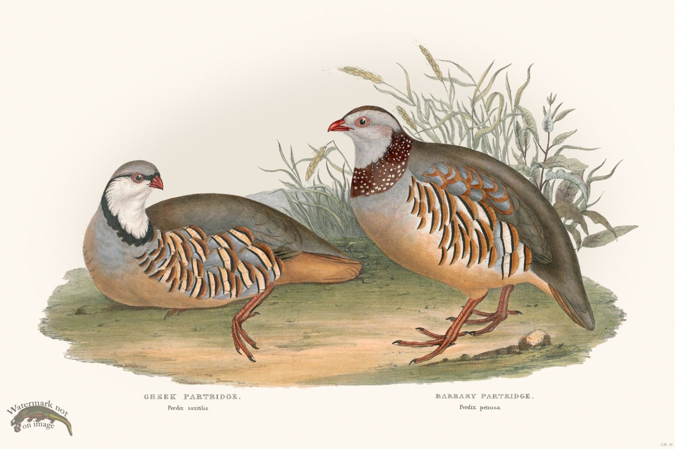 (image for) Gould Game Bird 038