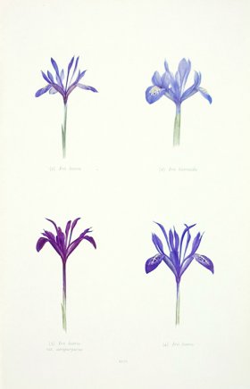 (image for) Dykes Iris 15