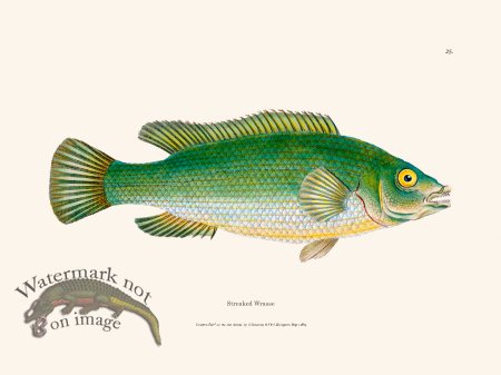 (image for) 025 Streaked Wrasse