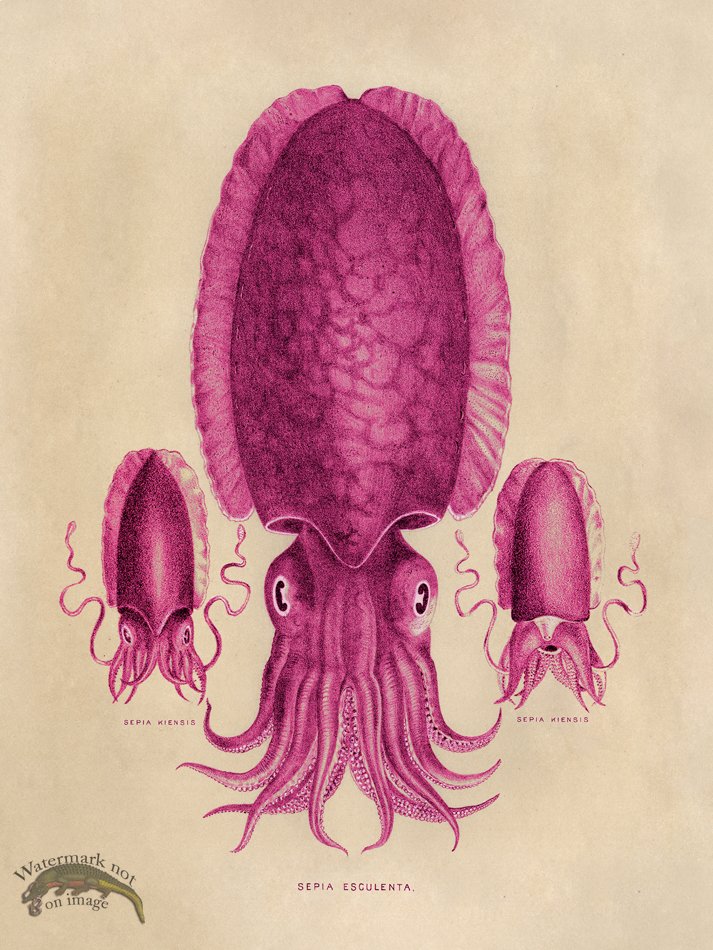 (image for) Octopus Pink 04