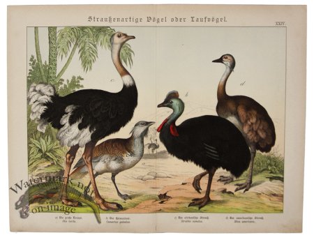 (image for) Ostrich Cassowary