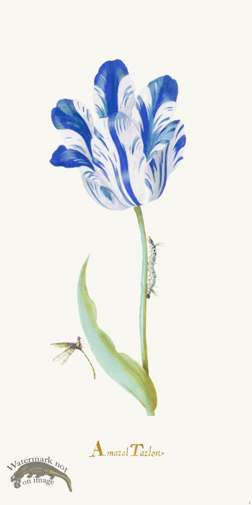 Blue Tulip 01