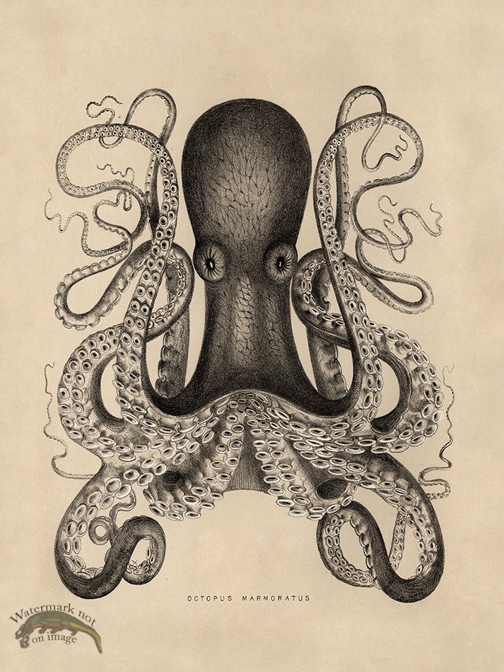 (image for) Octopus Tan 01