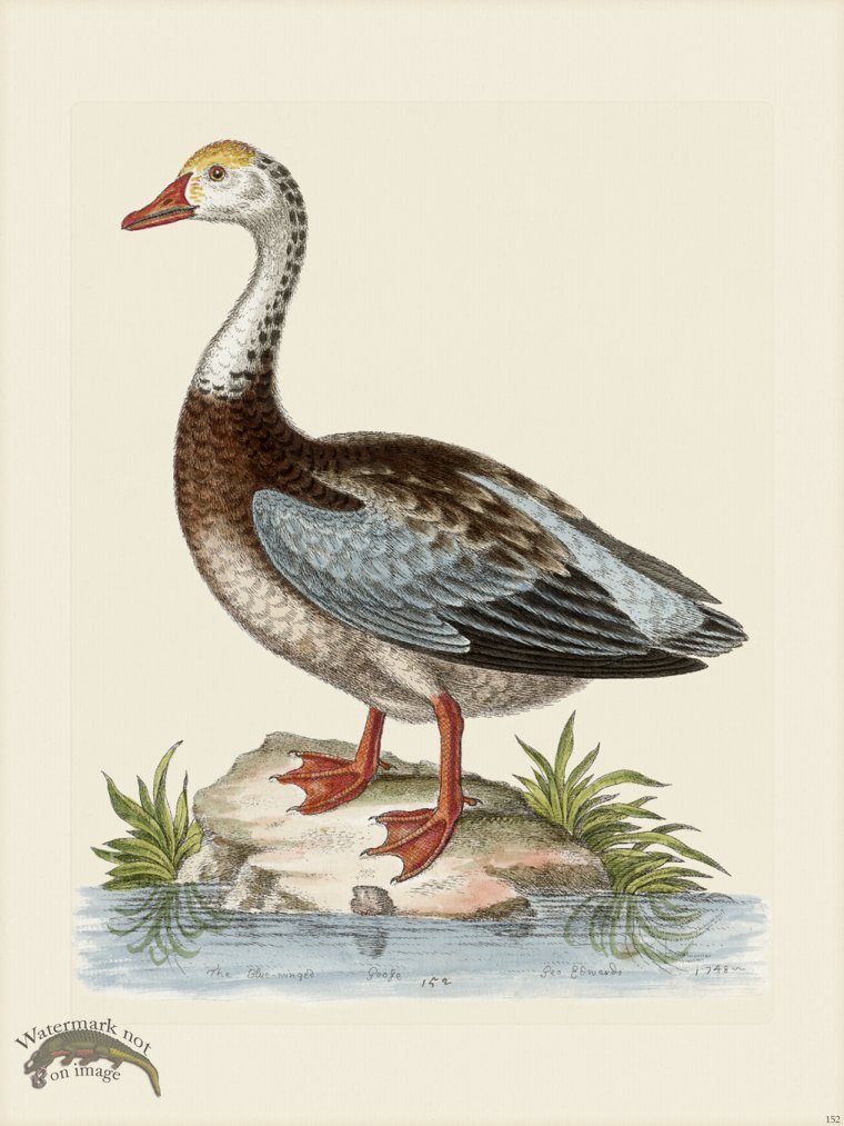 (image for) Edwards 152 Blue winged Goose