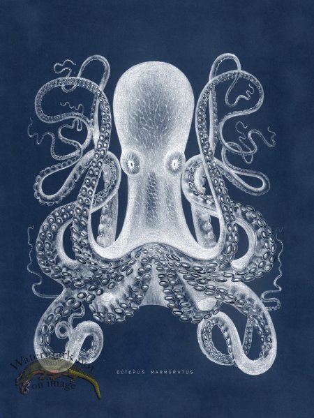 (image for) Octopus Blue 01