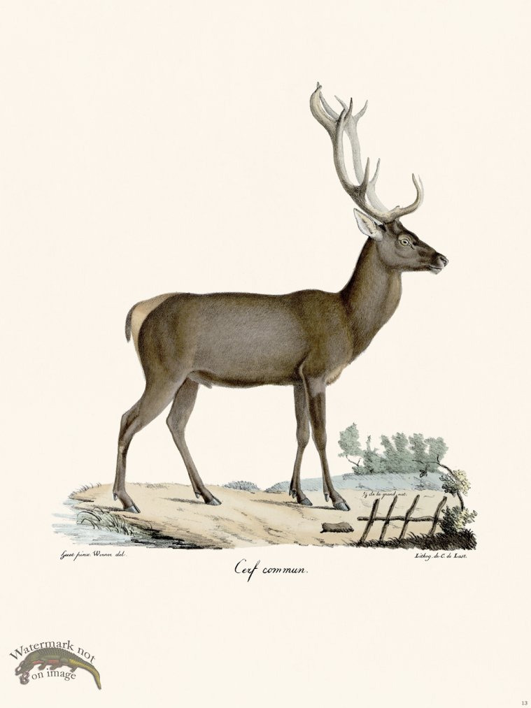 (image for) Cuvier 013 Stag