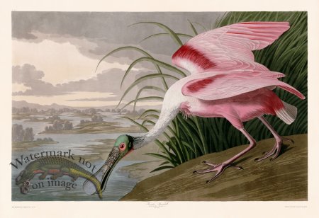 (image for) 321 Roseate Spoonbill