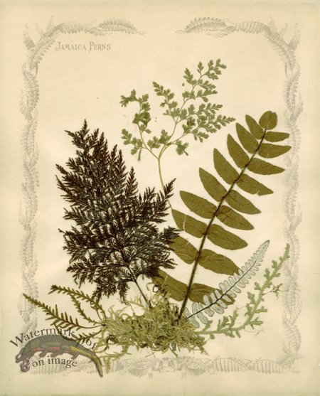 (image for) Jamaican Fern 01