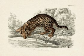 FNH 12 Ocelot