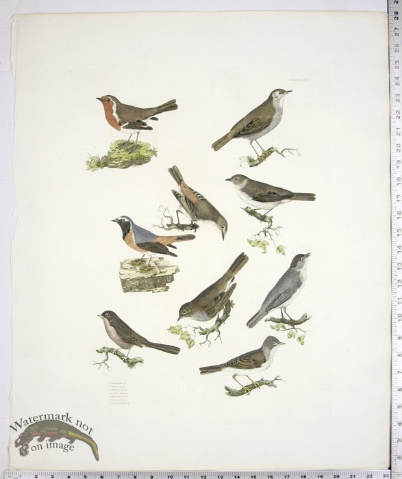 Nightingale; Redbreast; Redstarts; Pettychaps; Black Caps; Warbl