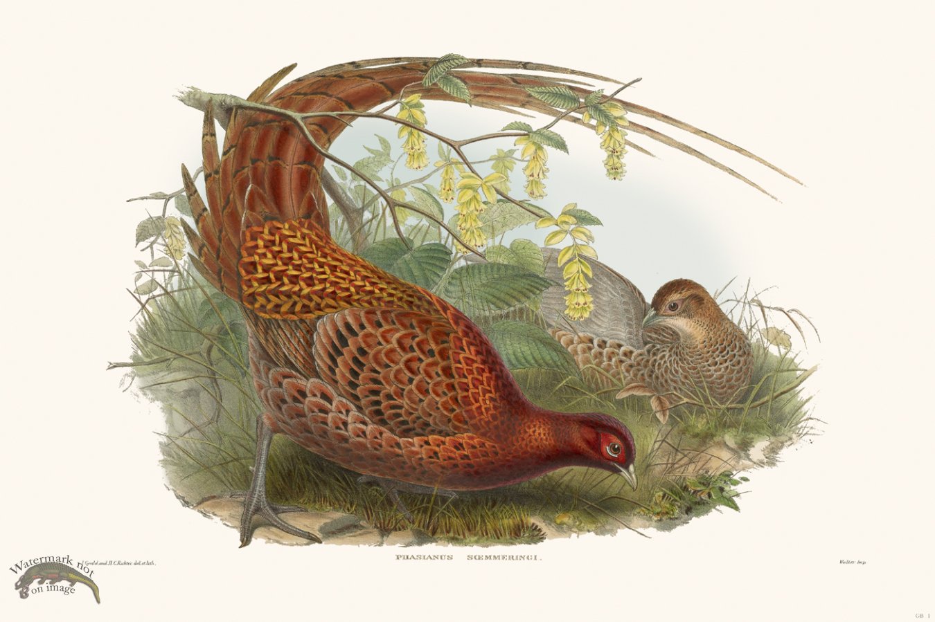 (image for) Gould Game Bird 001