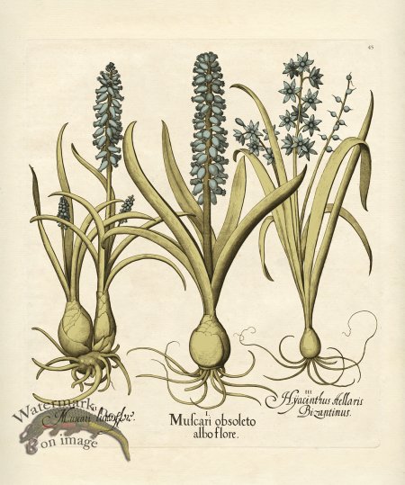 (image for) Besler Botanical 045 BG