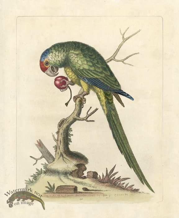 (image for) Edwards Parrot 09.jpg - Click Image to Close