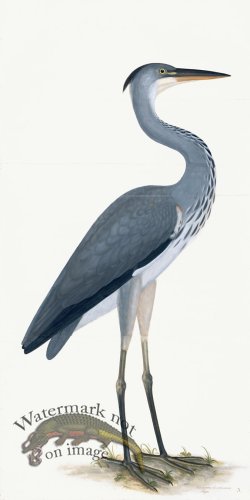 (image for) Rudbeck 003 Grey Heron 20x40