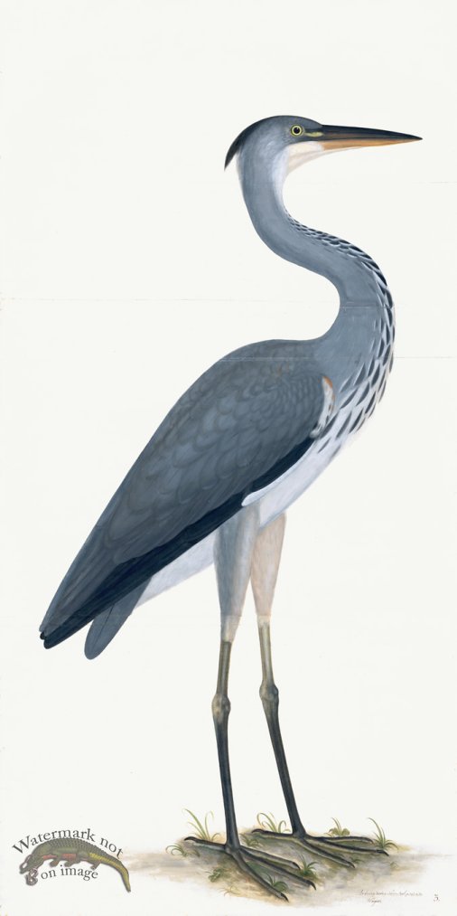 (image for) Rudbeck 003 Grey Heron 20x40