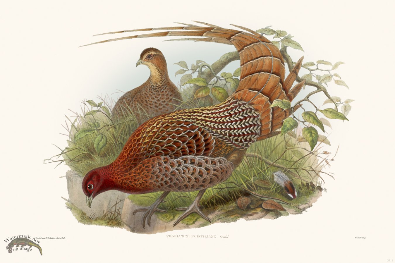 (image for) Gould Game Bird 002