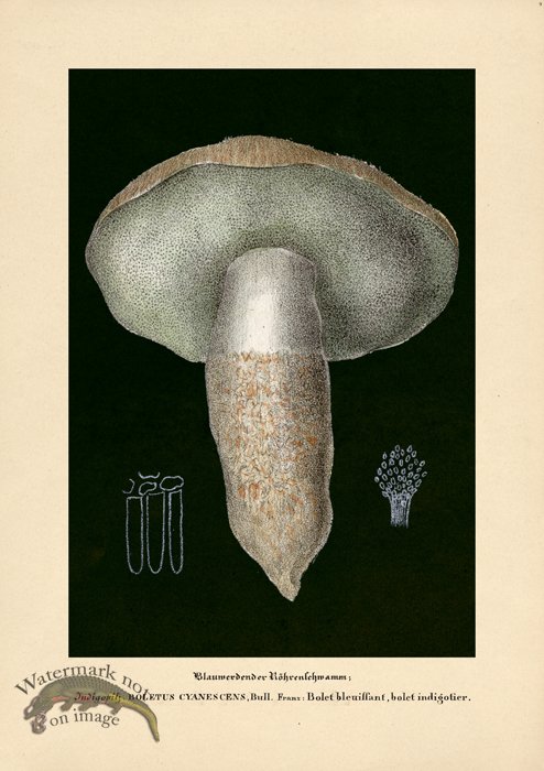 (image for) Beths Shrooms 09