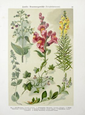 Botanical Atlas 1911 11