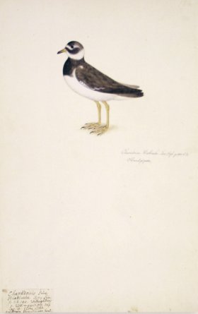 188 Swedish Birds . Charadrius Hiaticula, Ringed Plover