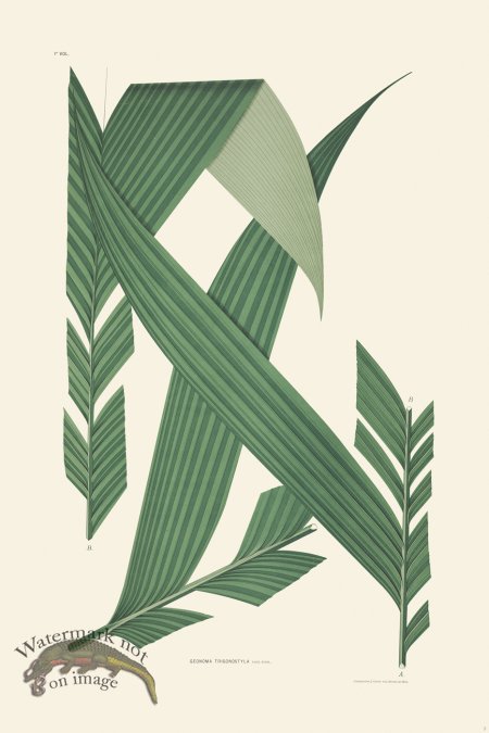 (image for) Rodrigues Palm Front 003