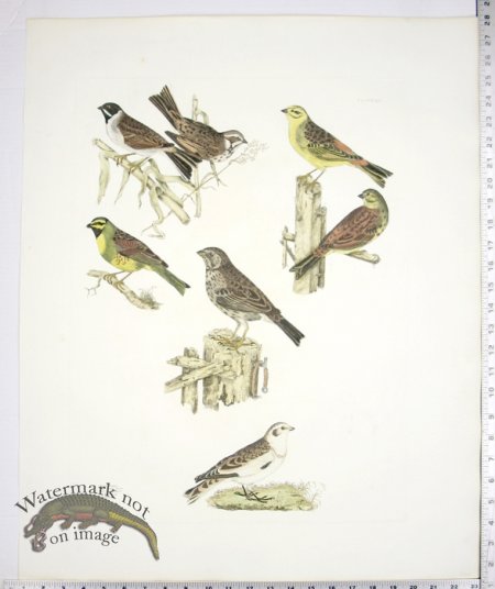 (image for) Buntings/Common; Yellow; Reed; Cirl; Tawny