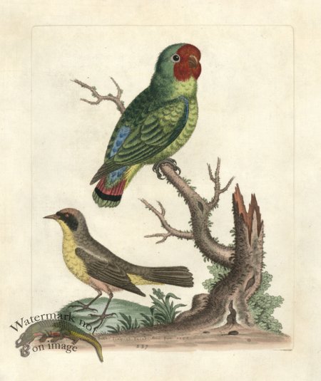 (image for) Edwards Parrot 30.jpg