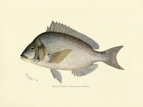 Scup or Porgy