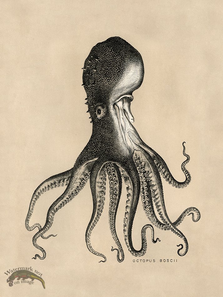 (image for) Octopus Tan 16