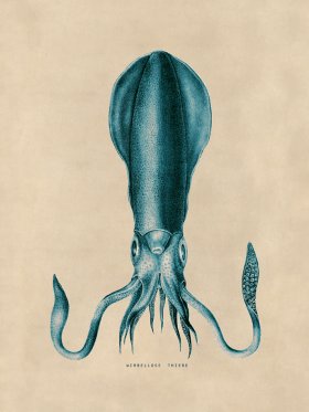 Octopus Teal 27