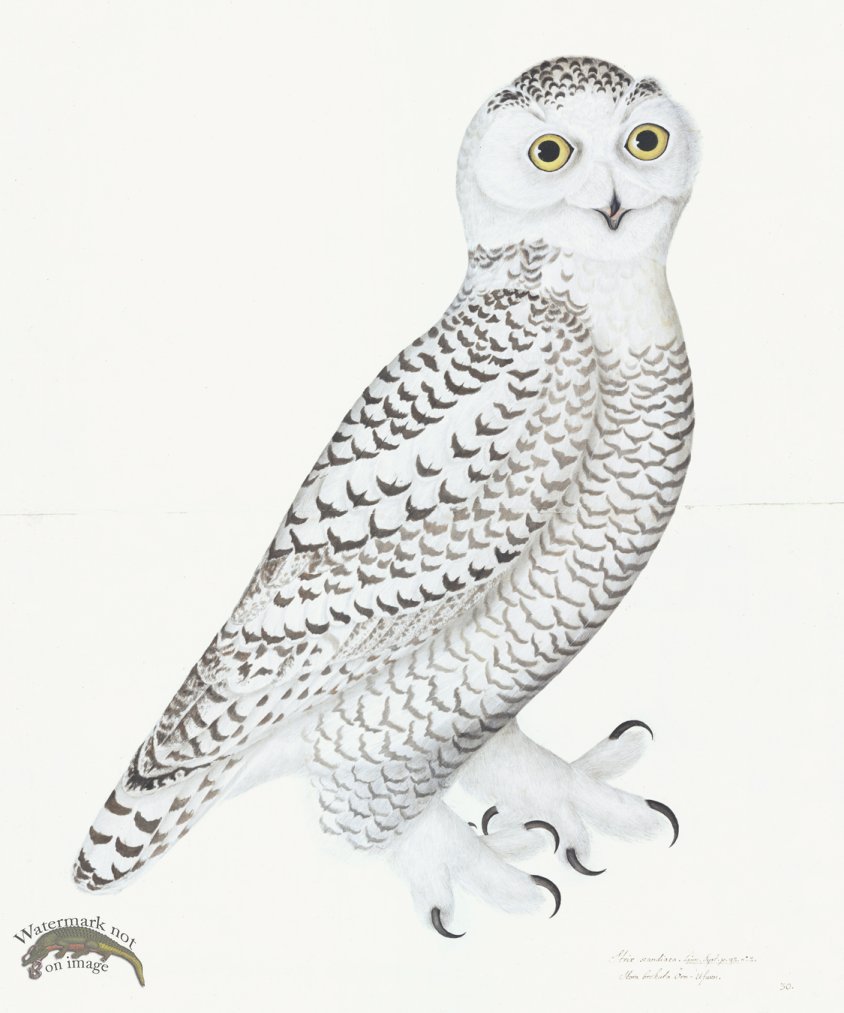 (image for) Rudbeck 030 Snowy Owl 20x24