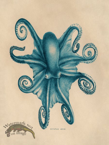 (image for) Octopus Teal 03