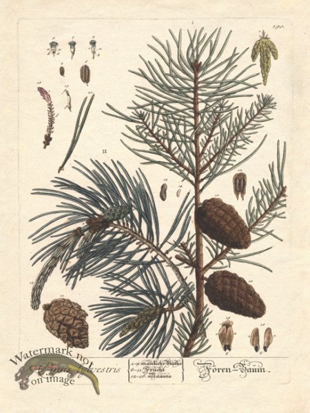 (image for) Blackwell Pine Cone 02