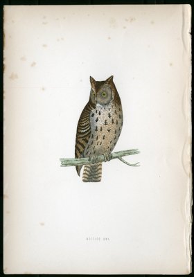 Mottled Owl