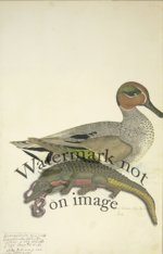 222 Swedish Birds . Anas Crecca.Eurasian Teal or Common Teal