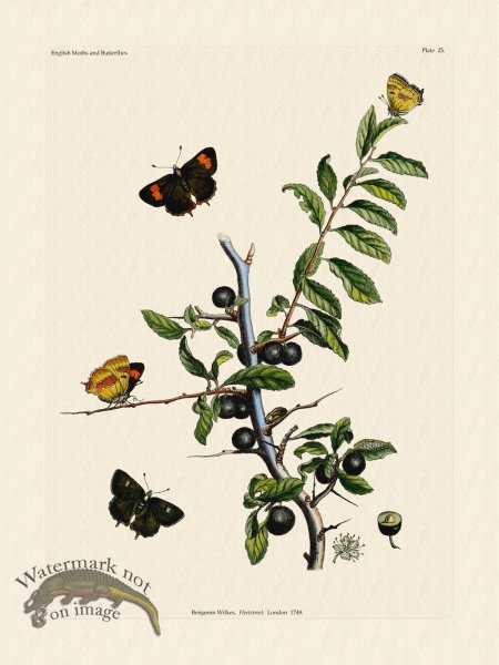 (image for) Wilkes Butterflies 025