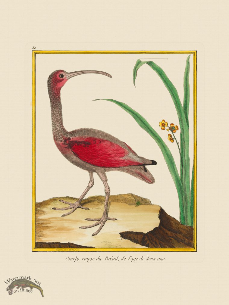 (image for) Martinet Bird 080