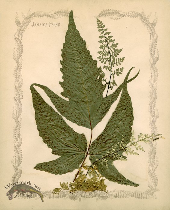 (image for) Jamaican Fern 04