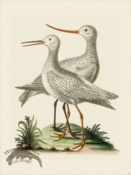 (image for) Edwards 139 White Godwit