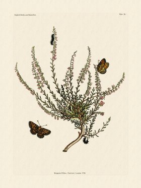 (image for) Wilkes Butterflies 028