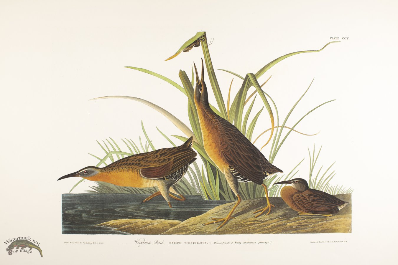 Virginia Rail