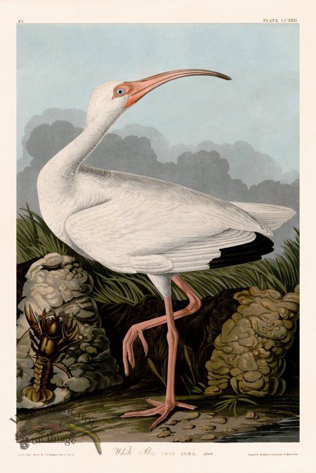 (image for) 222 White Ibis 01