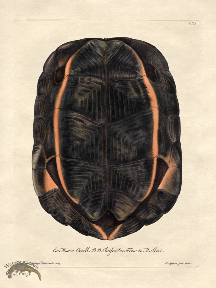 (image for) Trew Turtle Shell 20